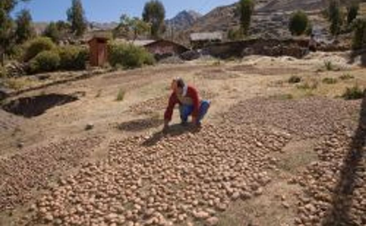 Cómo se adaptan los sistemas de semilla de papa del Perú al cambio climático
